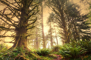 photo-wallpaper-sunset-in-jungle