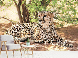 photo-wallpaper-sun-cheetah