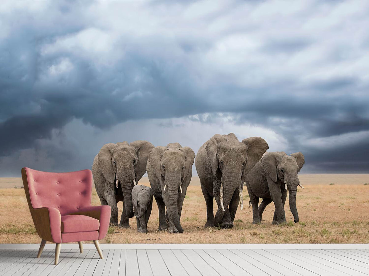 photo-wallpaper-elephant-walk-x