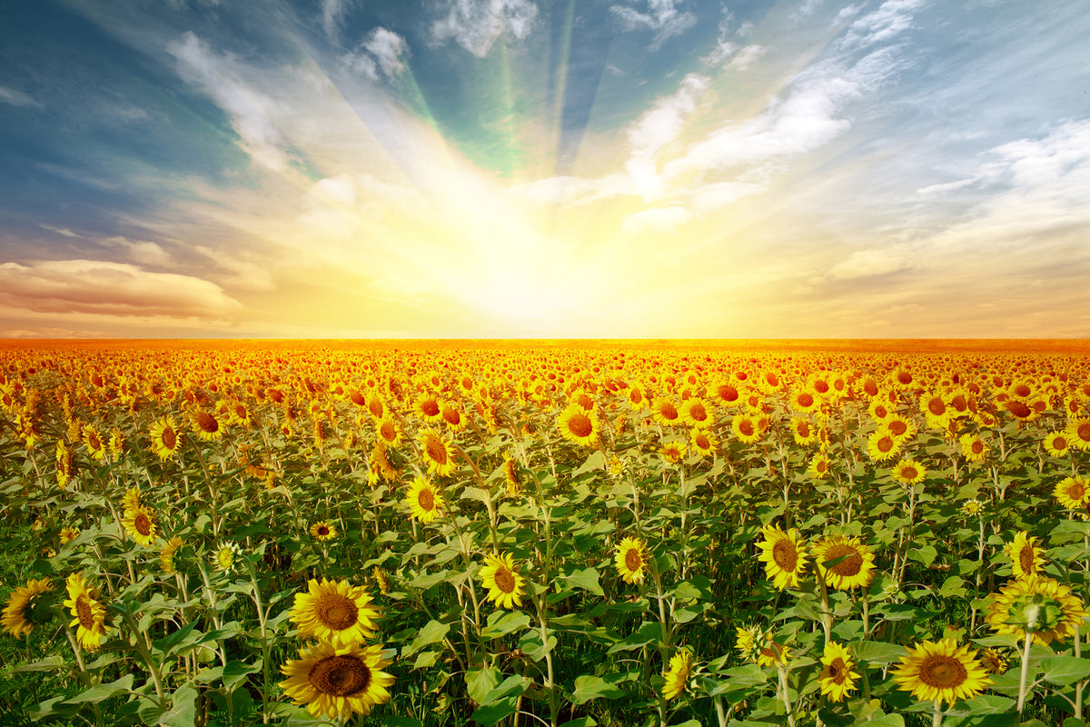 photo-wallpaper-a-field-full-of-sunflowers