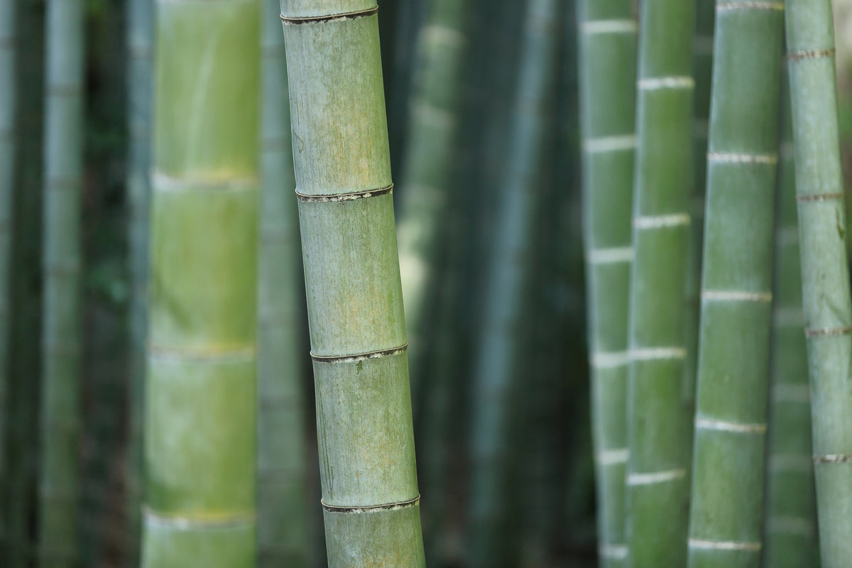 photo-wallpaper-bamboo-in-xxl