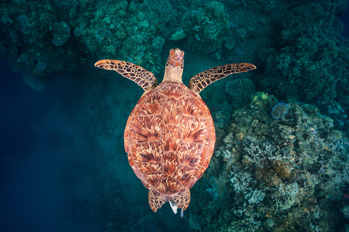 photo-wallpaper-flying-over-the-reef