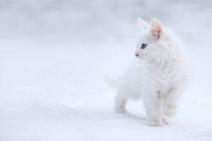 photo-wallpaper-white-as-snow