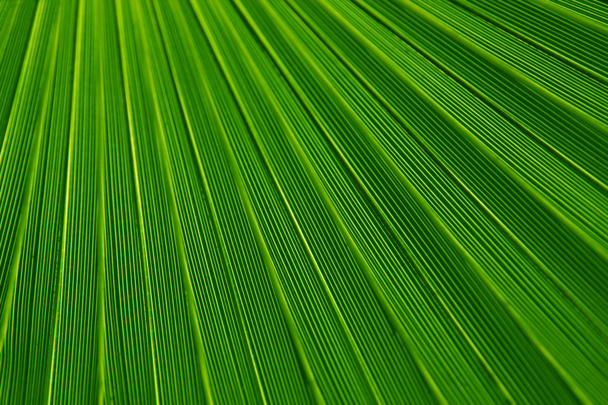 photo-wallpaper-palm-stripe-i