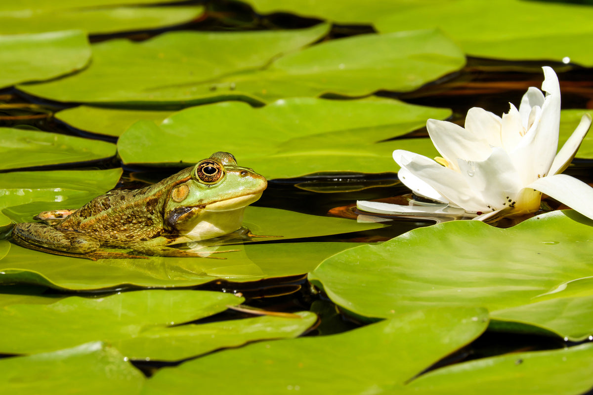 photo-wallpaper-the-frog-and-the-water-lily