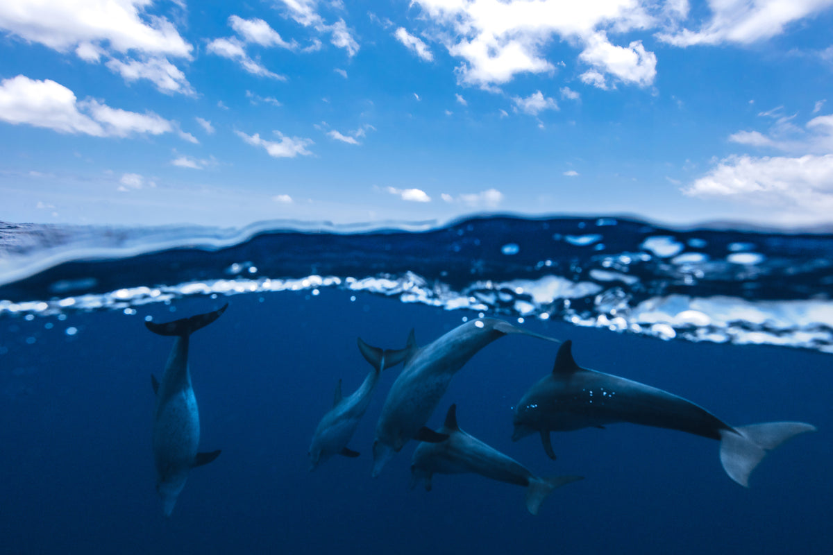 photo-wallpaper-between-air-and-water-with-the-dolphins