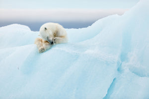 photo-wallpaper-polar-bear-grooming