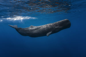 photo-wallpaper-sperm-whale