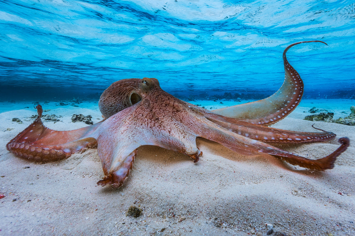 photo-wallpaper-octopus