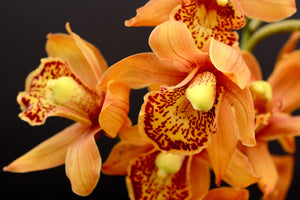 photo-wallpaper-orchids-with-orange-flowers