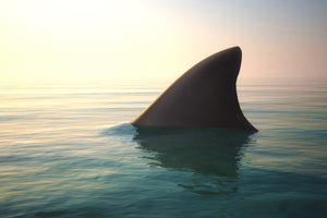 photo-wallpaper-shark-fin