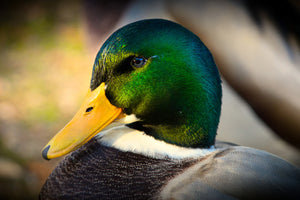 photo-wallpaper-the-mallard