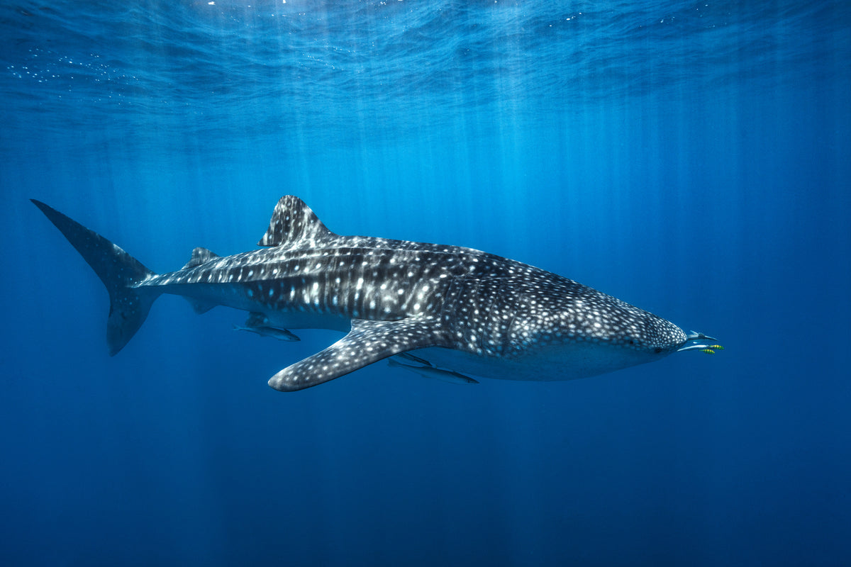 photo-wallpaper-whale-shark-in-the-blue-x