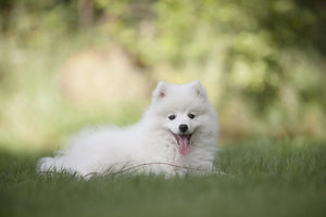 photo-wallpaper-cute-spitz-puppy