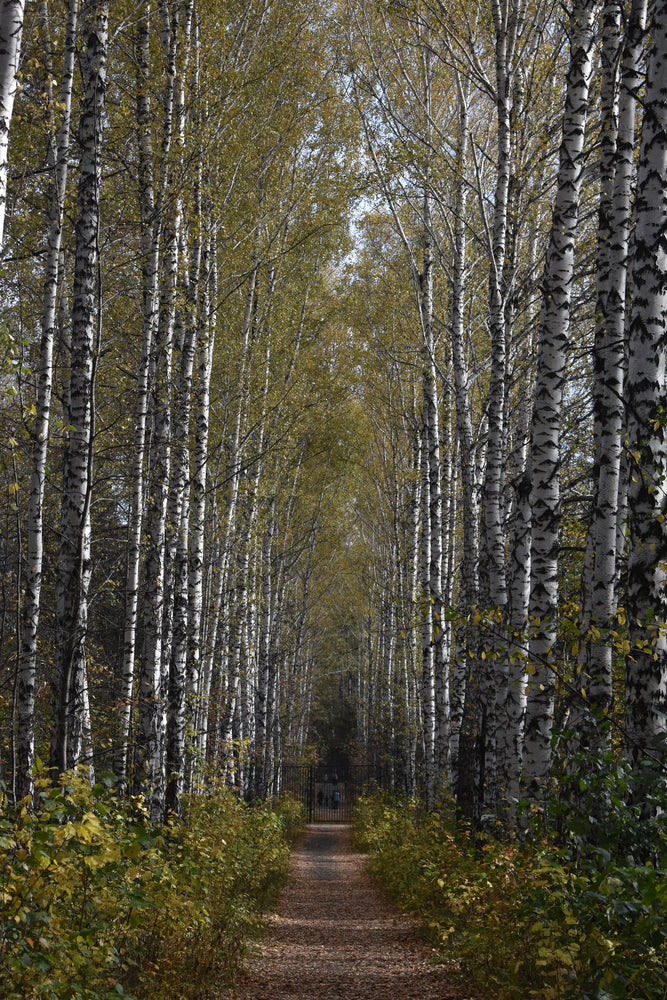 photo-wallpaper-birch-avenue