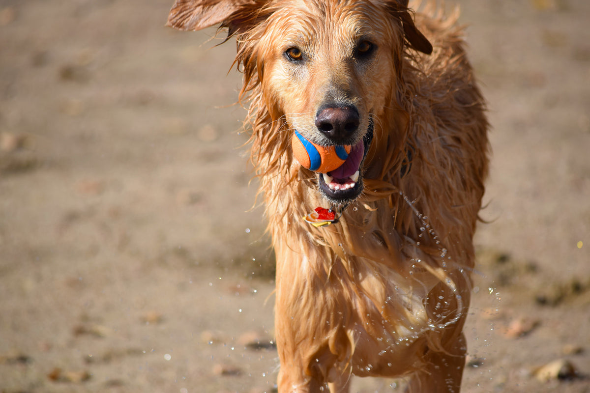 photo-wallpaper-wet-dog