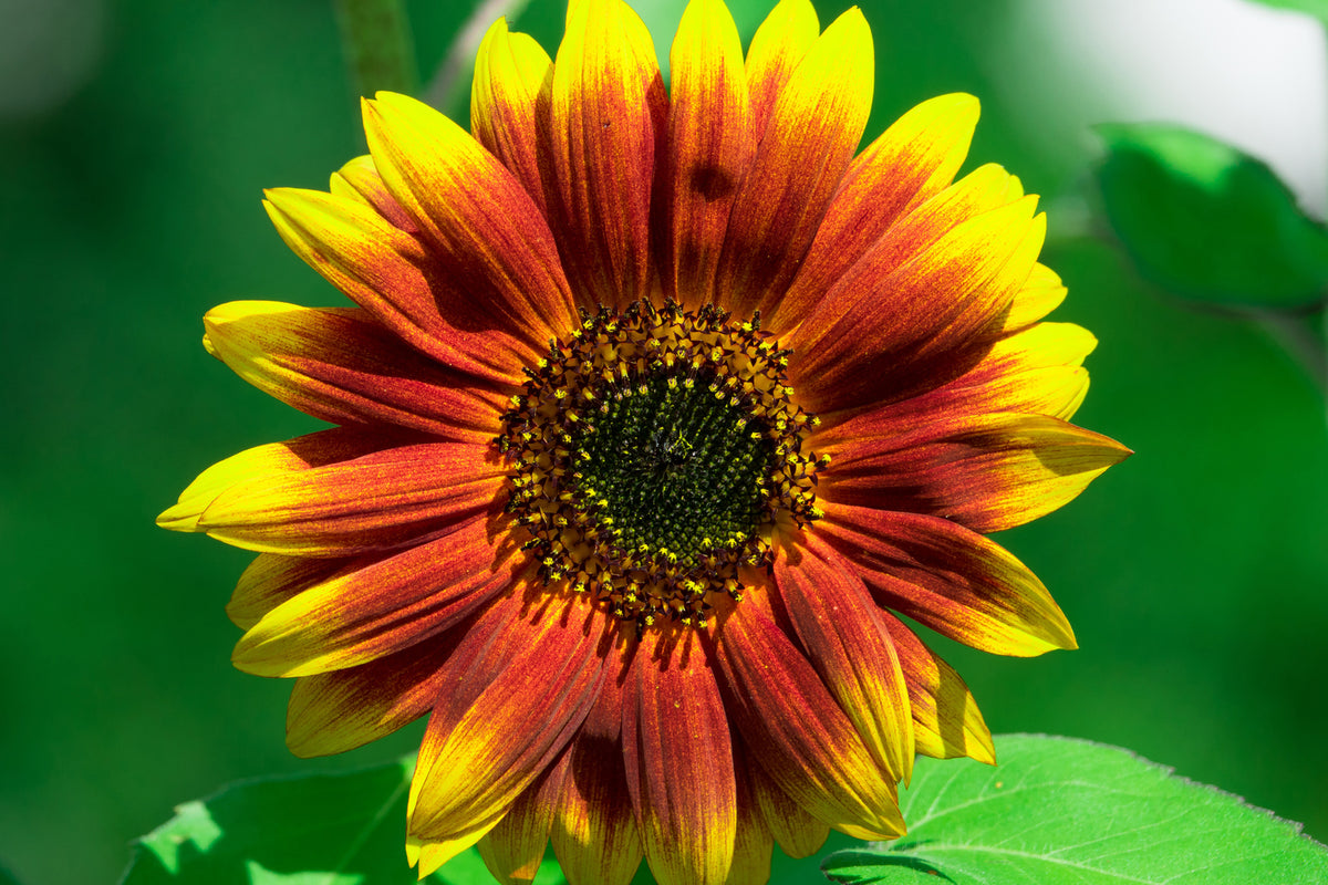 photo-wallpaper-colorful-sunflower