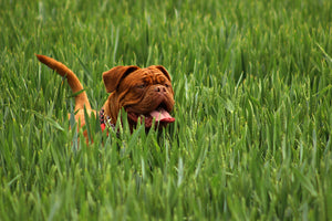 photo-wallpaper-the-mastiff-in-the-grass