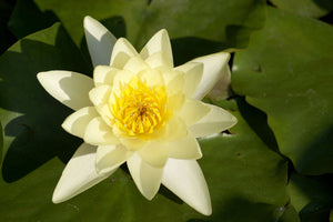 photo-wallpaper-the-water-lily-in-yellow