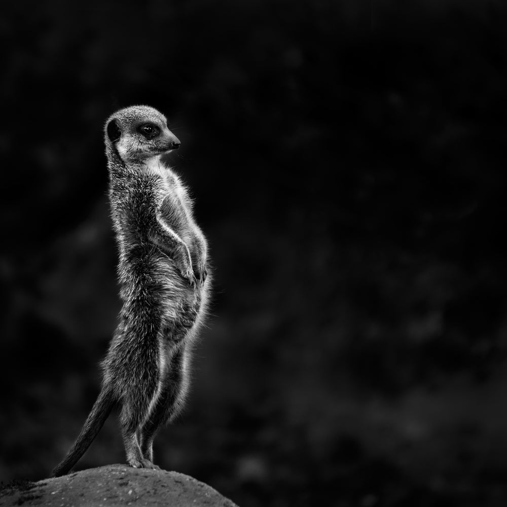 photo-wallpaper-the-meerkat