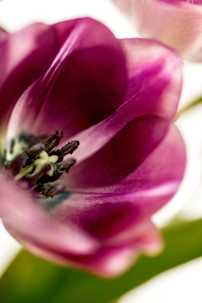 photo-wallpaper-tulip-iii