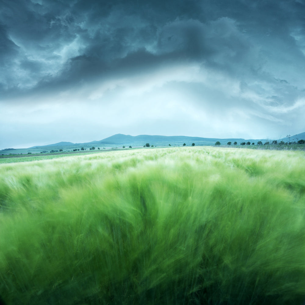 photo-wallpaper-barley-field