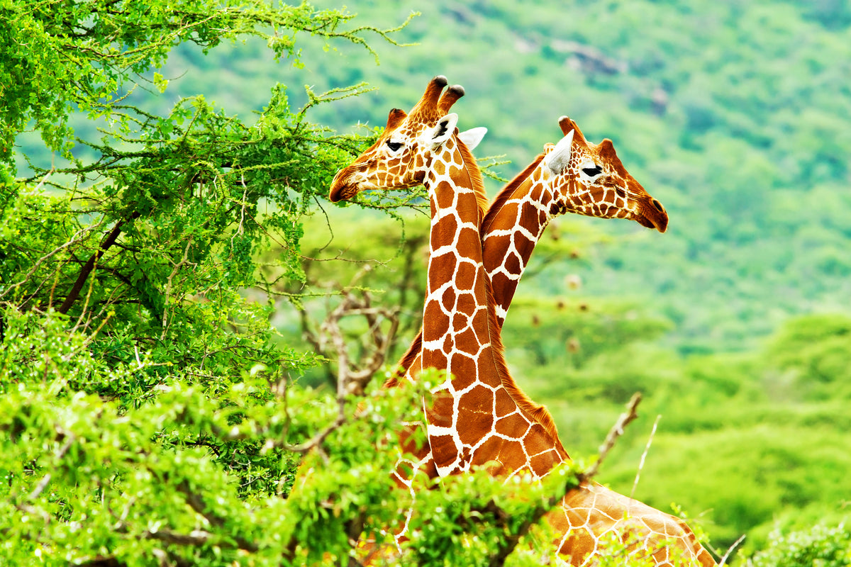 photo-wallpaper-giraffes-love