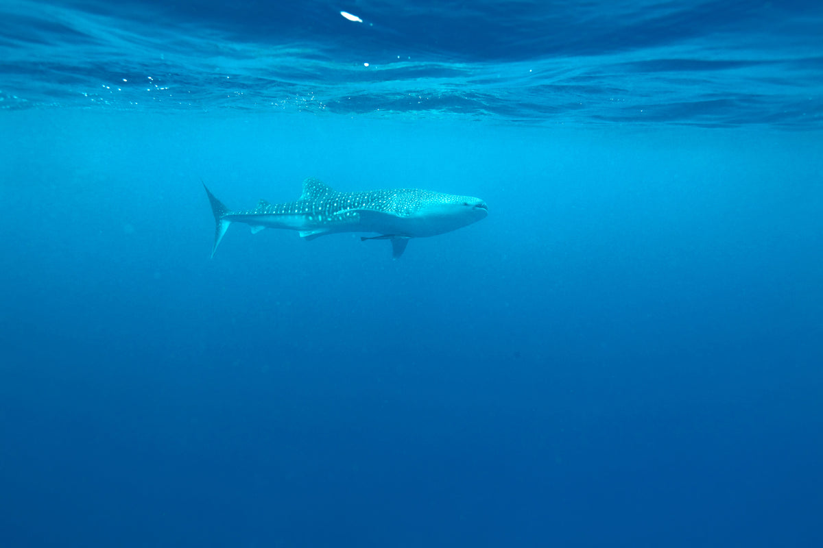 photo-wallpaper-the-whale-shark