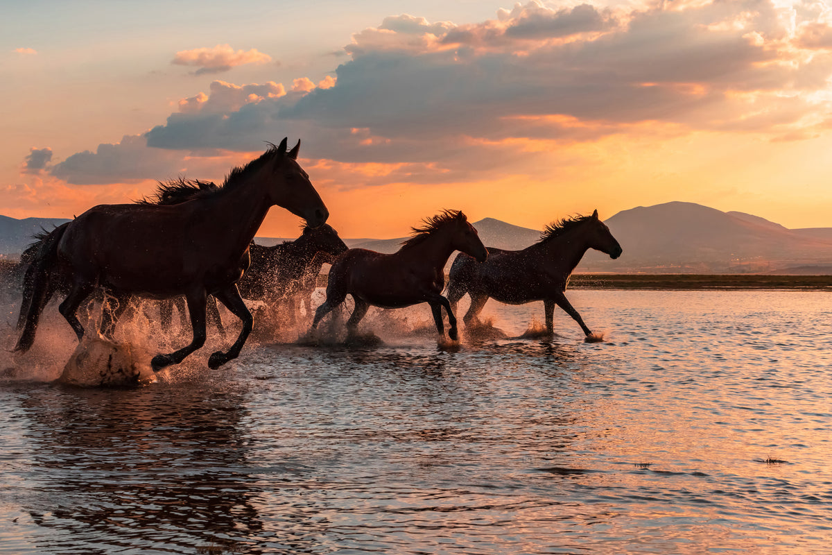 photo-wallpaper-water-horses-x