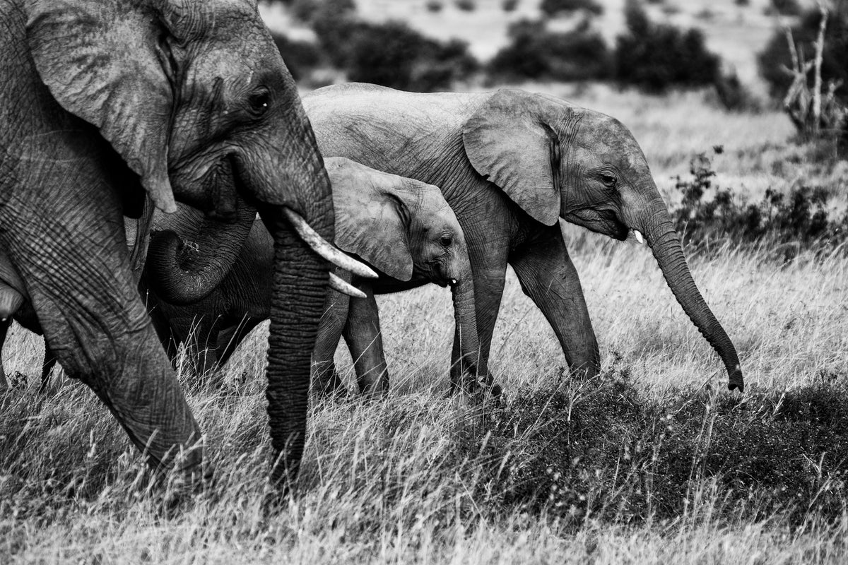 photo-wallpaper-elephant-family-x