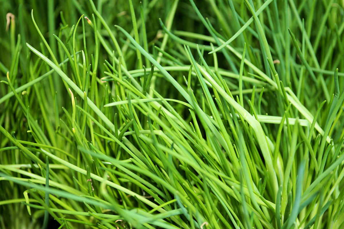 photo-wallpaper-fresh-chives-xl