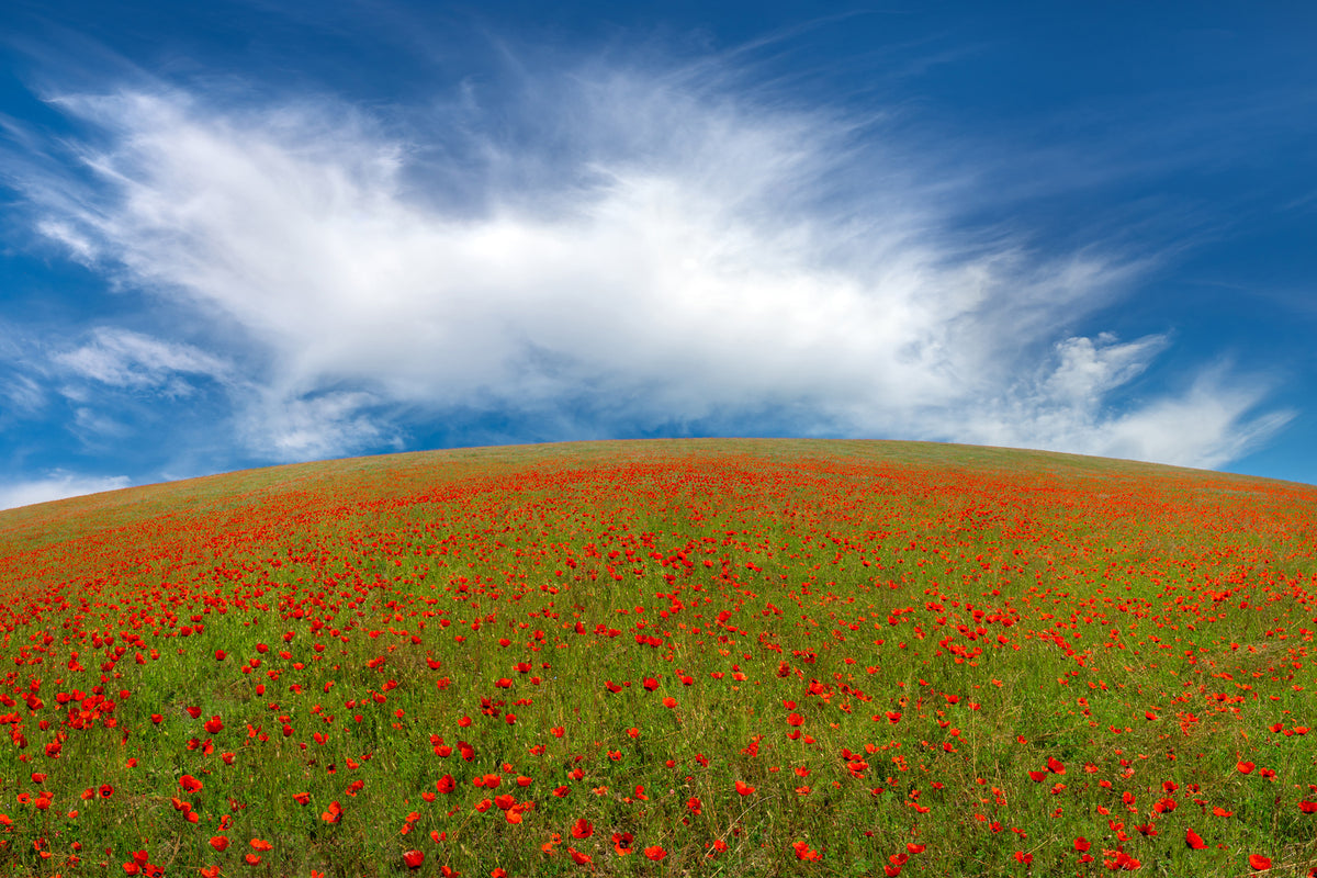 photo-wallpaper-red-poppies