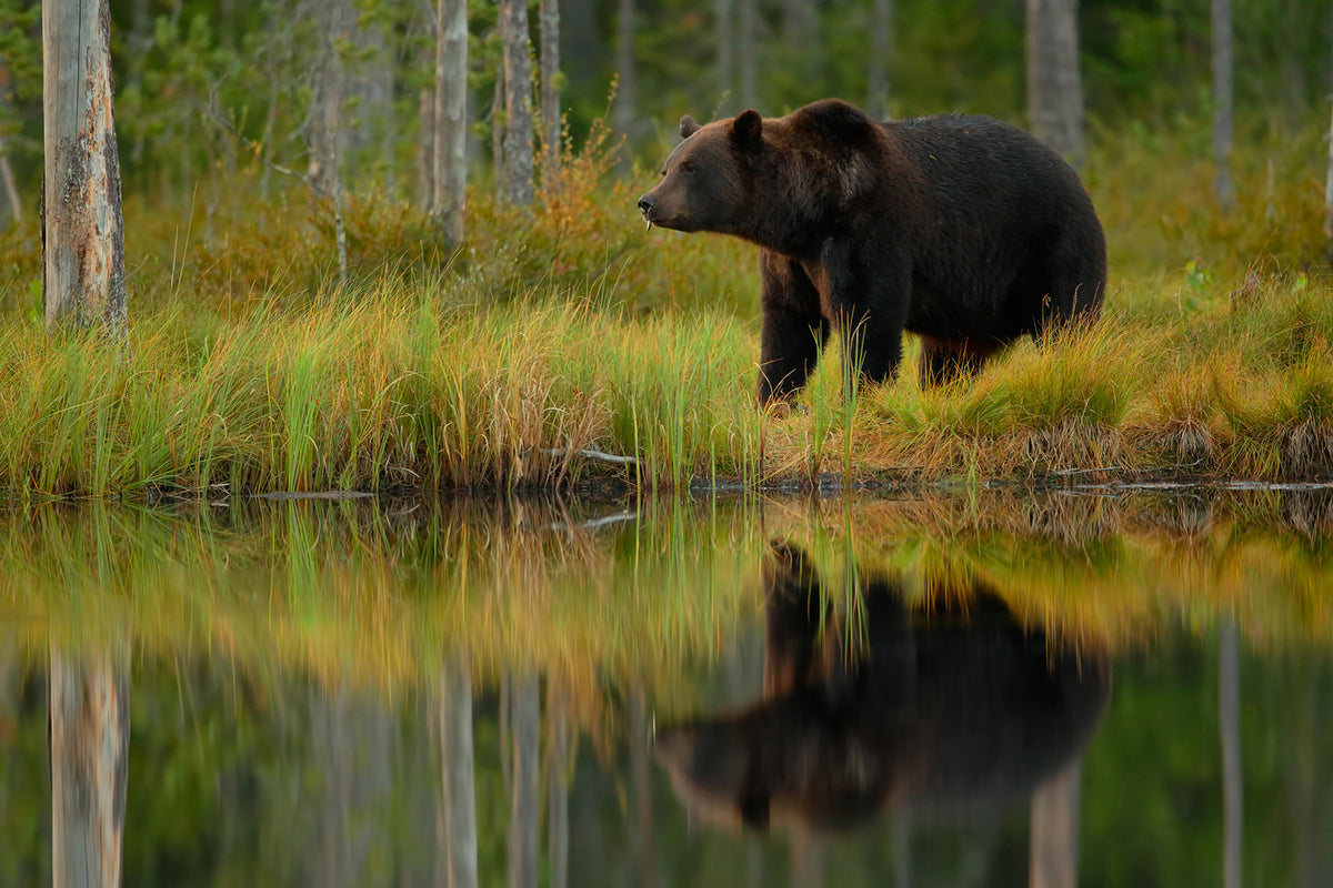 photo-wallpaper-bear-and-fish-x