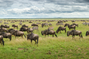 photo-wallpaper-great-migration-in-serengeti-plains-x