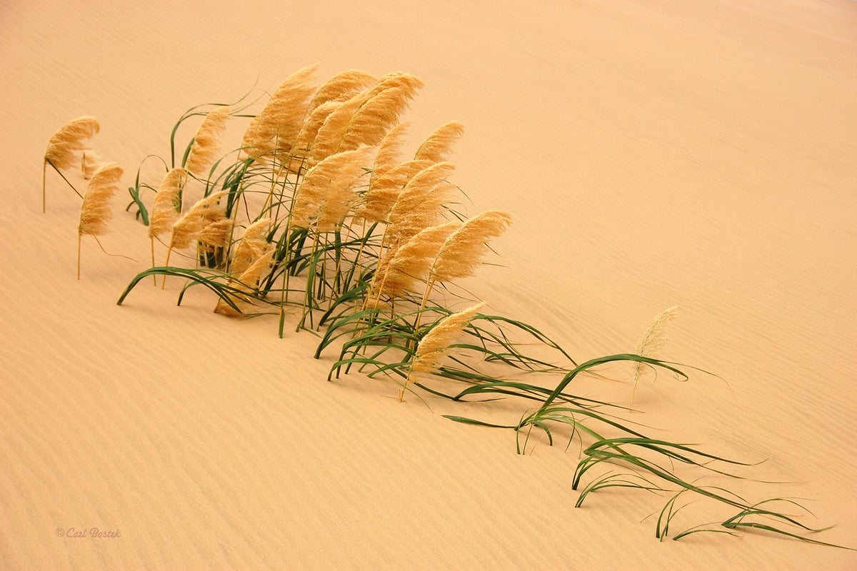 photo-wallpaper-pampas-grass-in-sand-dune-x