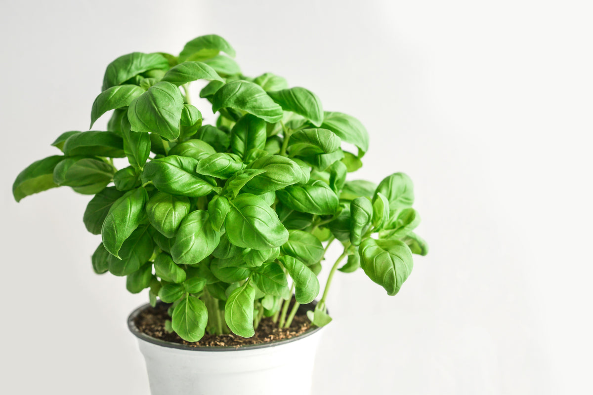 photo-wallpaper-basil-in-the-pot