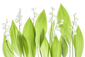 photo-wallpaper-lily-of-the-valley