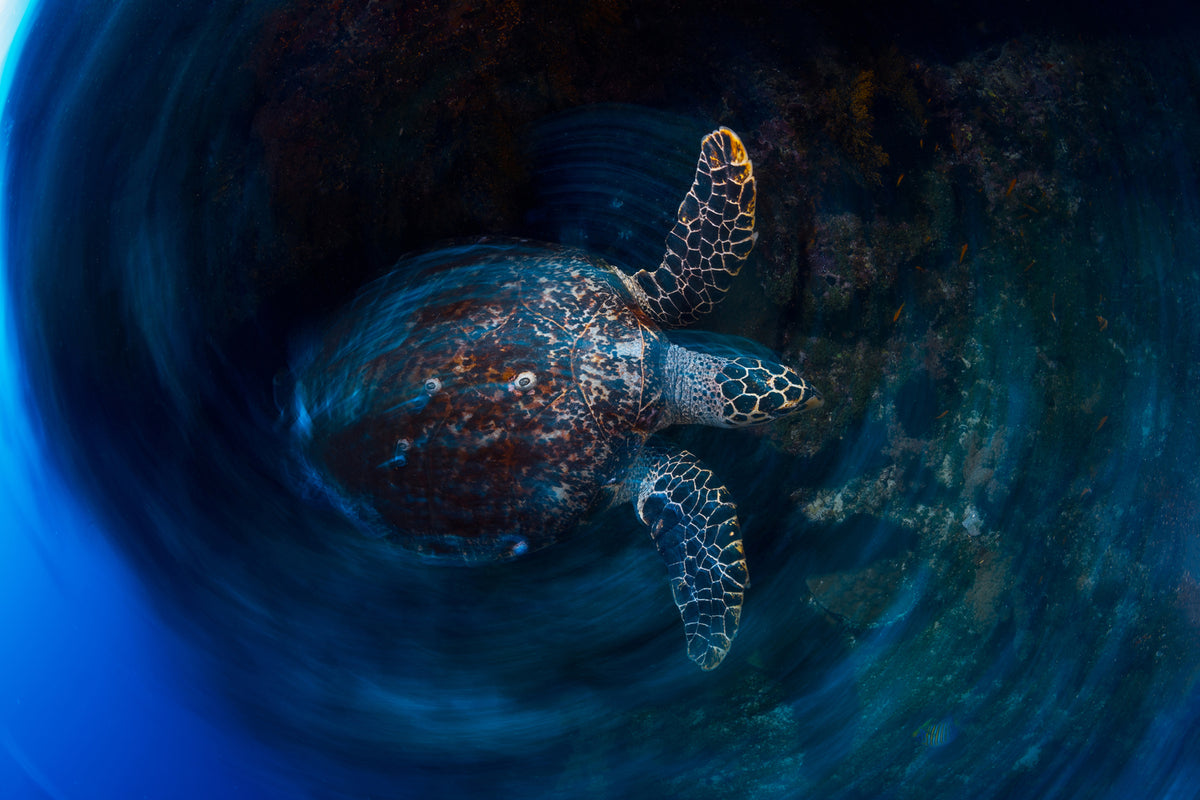 photo-wallpaper-hawksbill-sea-turtle