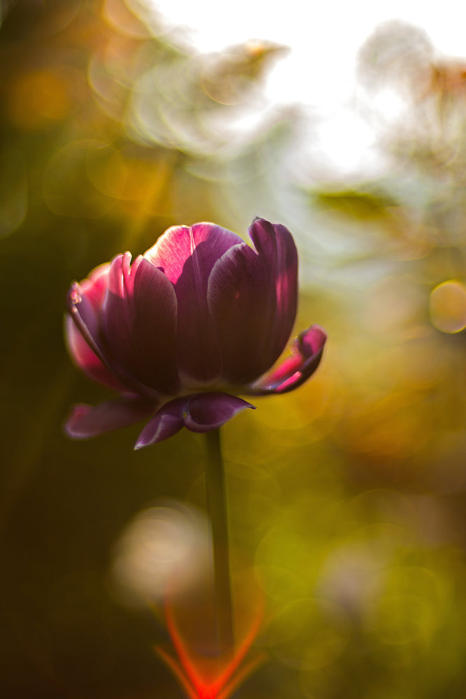 photo-wallpaper-dark-tulips-beauty