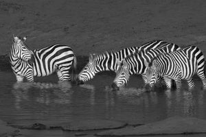 photo-wallpaper-zebras-drinking-x