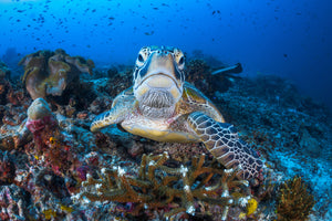 photo-wallpaper-face-to-face-with-a-green-turtle-x