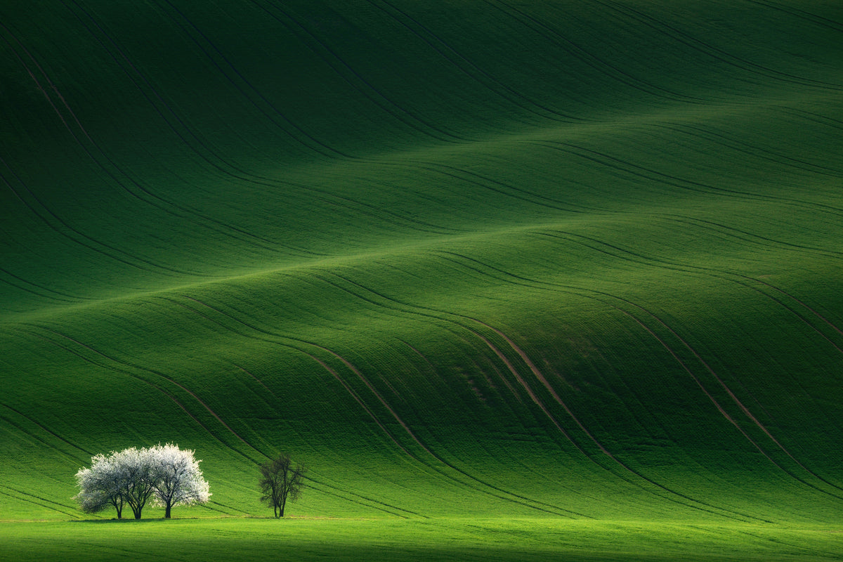 photo-wallpaper-ladies-in-white