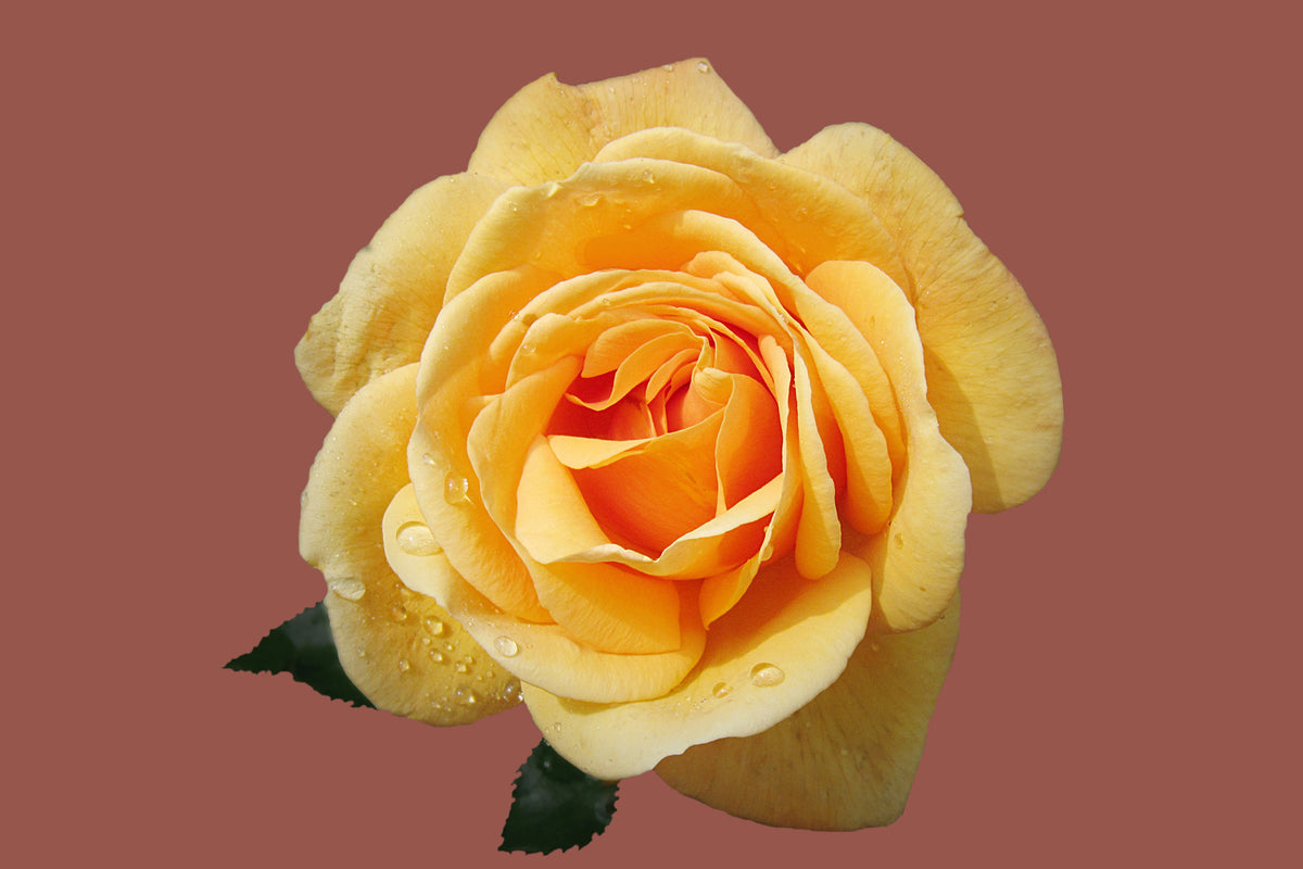 photo-wallpaper-rose-in-yellow-xxl