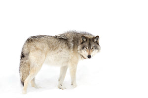 photo-wallpaper-canadian-timber-wolf