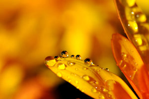 photo-wallpaper-drops-close-up