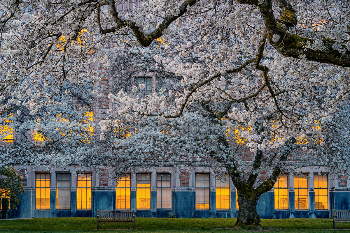 photo-wallpaper-morning-at-university-of-washington-x