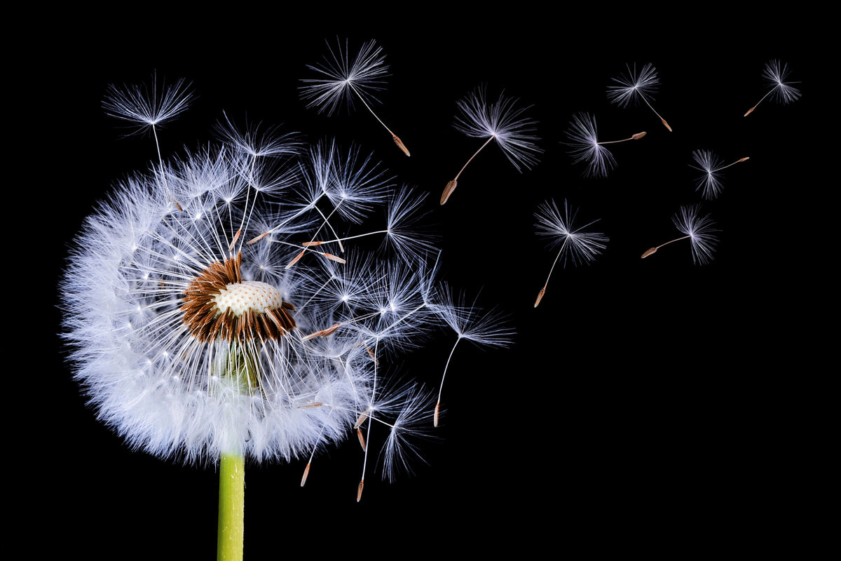 photo-wallpaper-dandelion-blowing