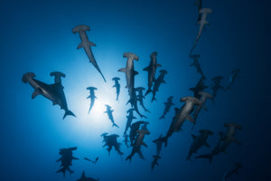 photo-wallpaper-hammerhead-sharks-in-the-light