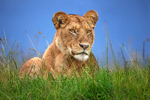 photo-wallpaper-lioness-close-up-x