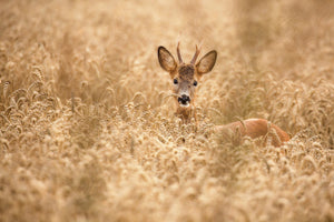 photo-wallpaper-deer-in-the-field-x